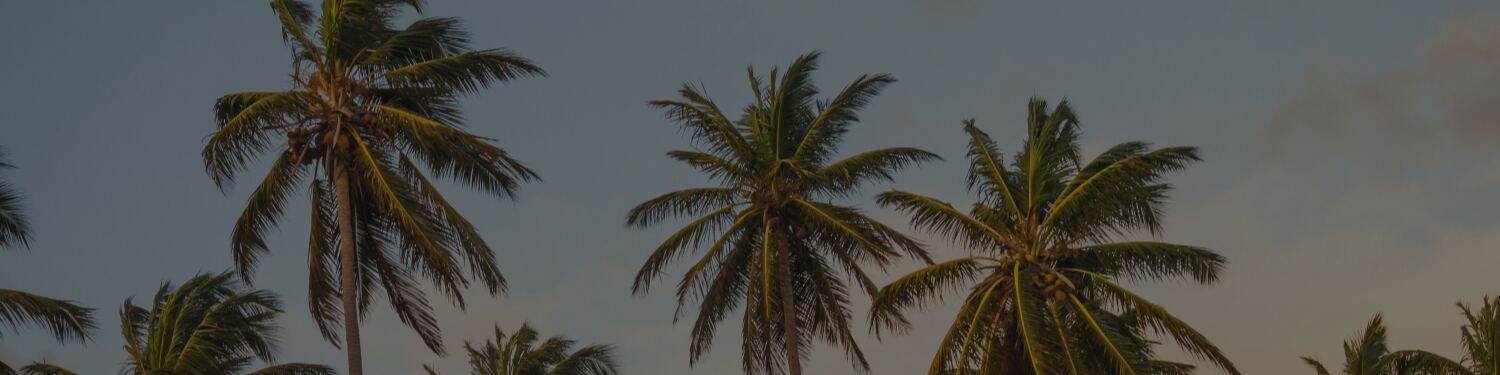 Koh Rong palm trees